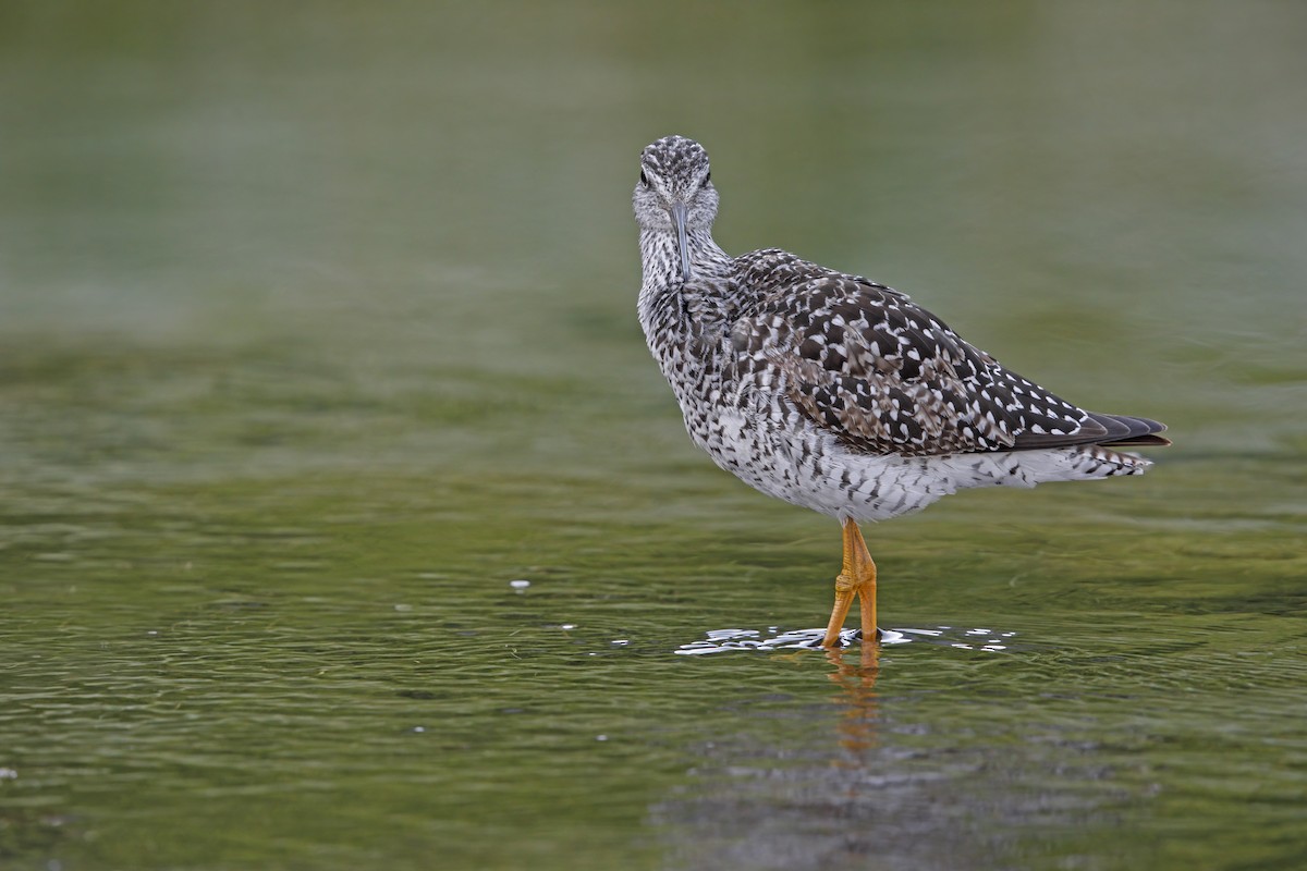 Greater Yellowlegs - ML593637841