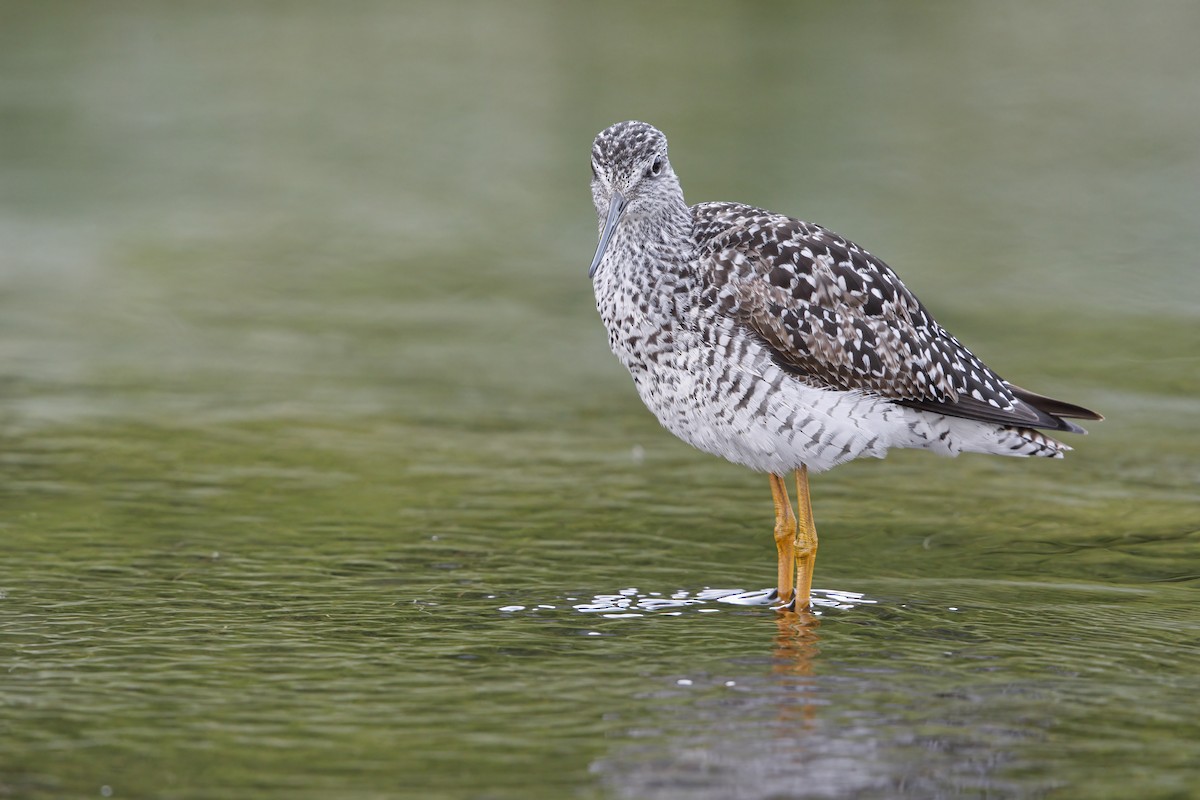 Greater Yellowlegs - ML593637861