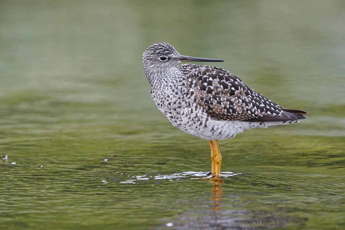 Greater Yellowlegs - ML593637871