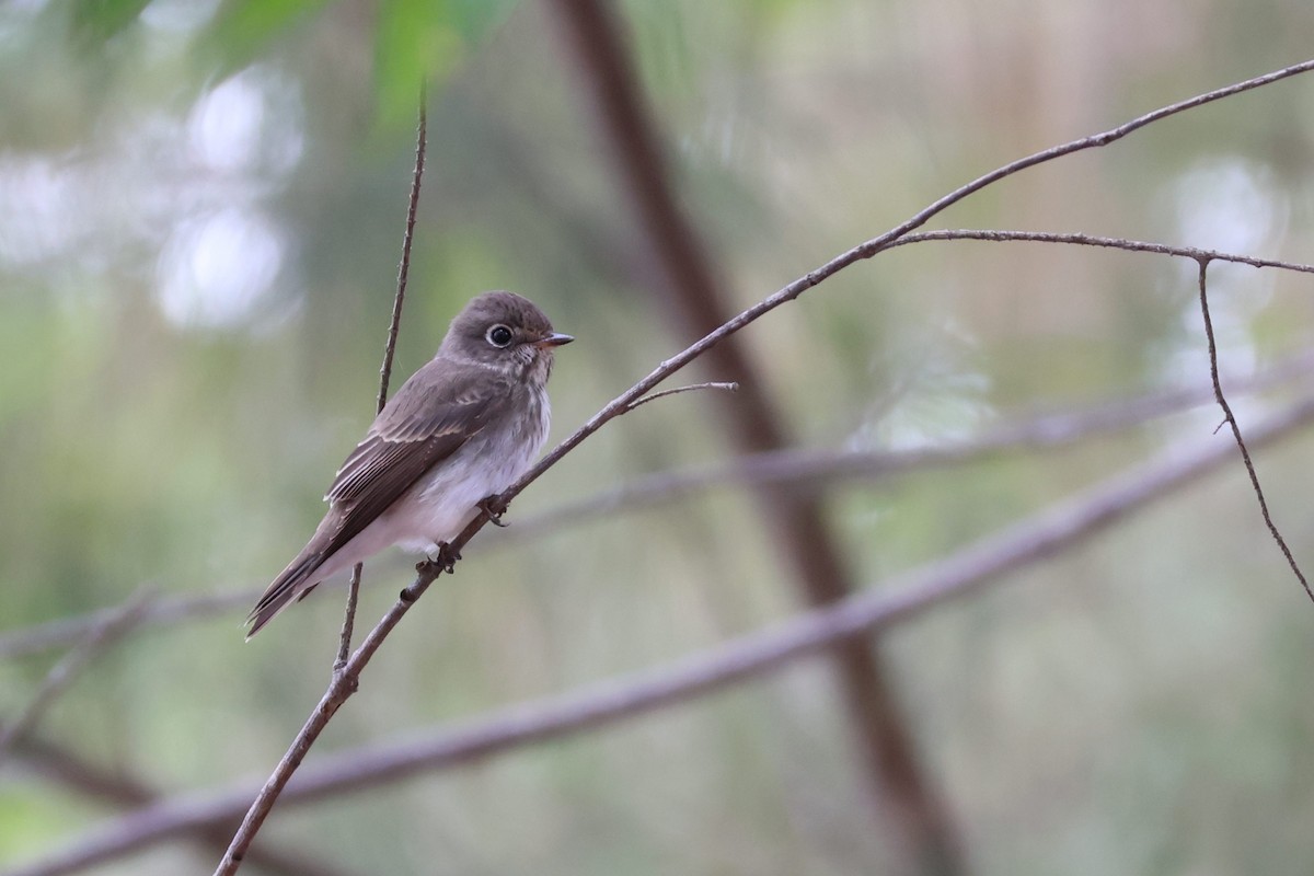 Dark-sided Flycatcher - ML593638401