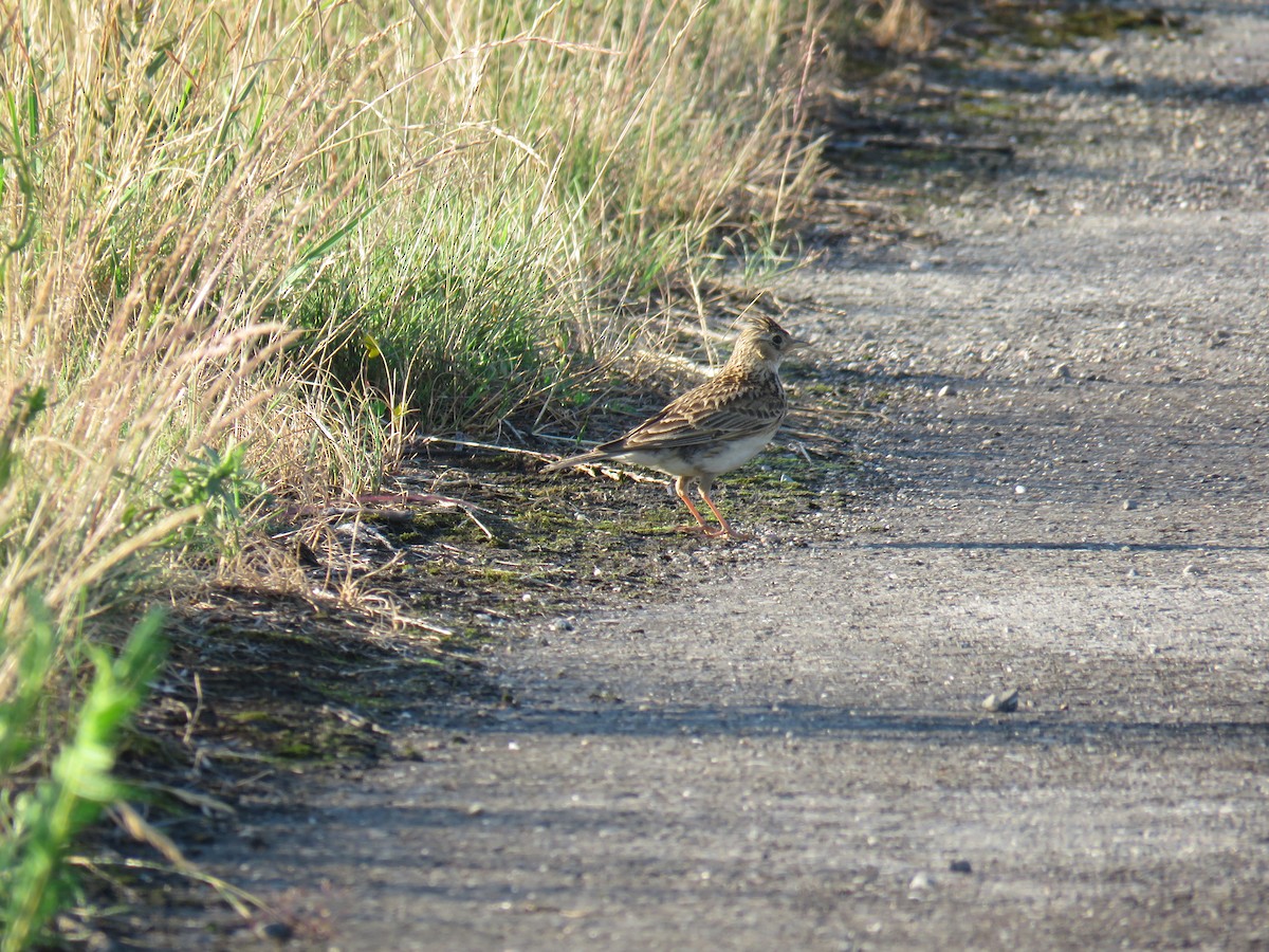 Eurasian Skylark - ML593638591