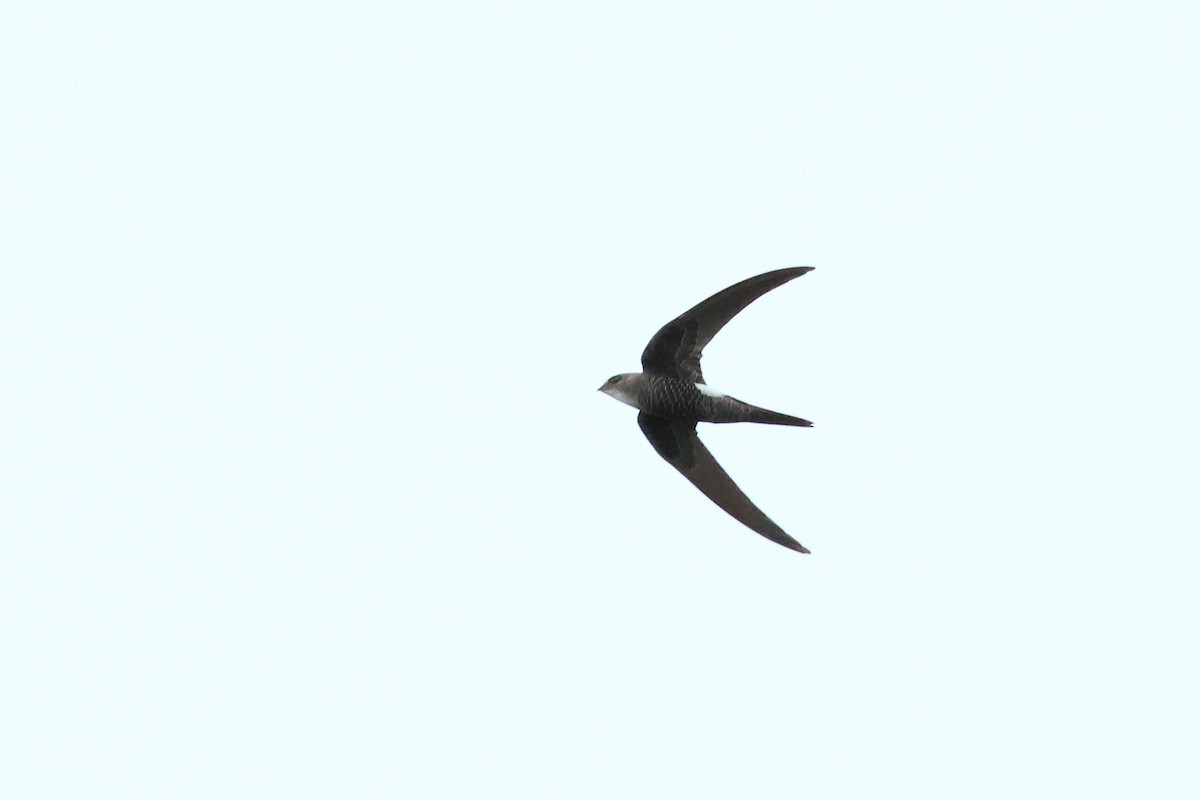 Pacific Swift - ML593638951