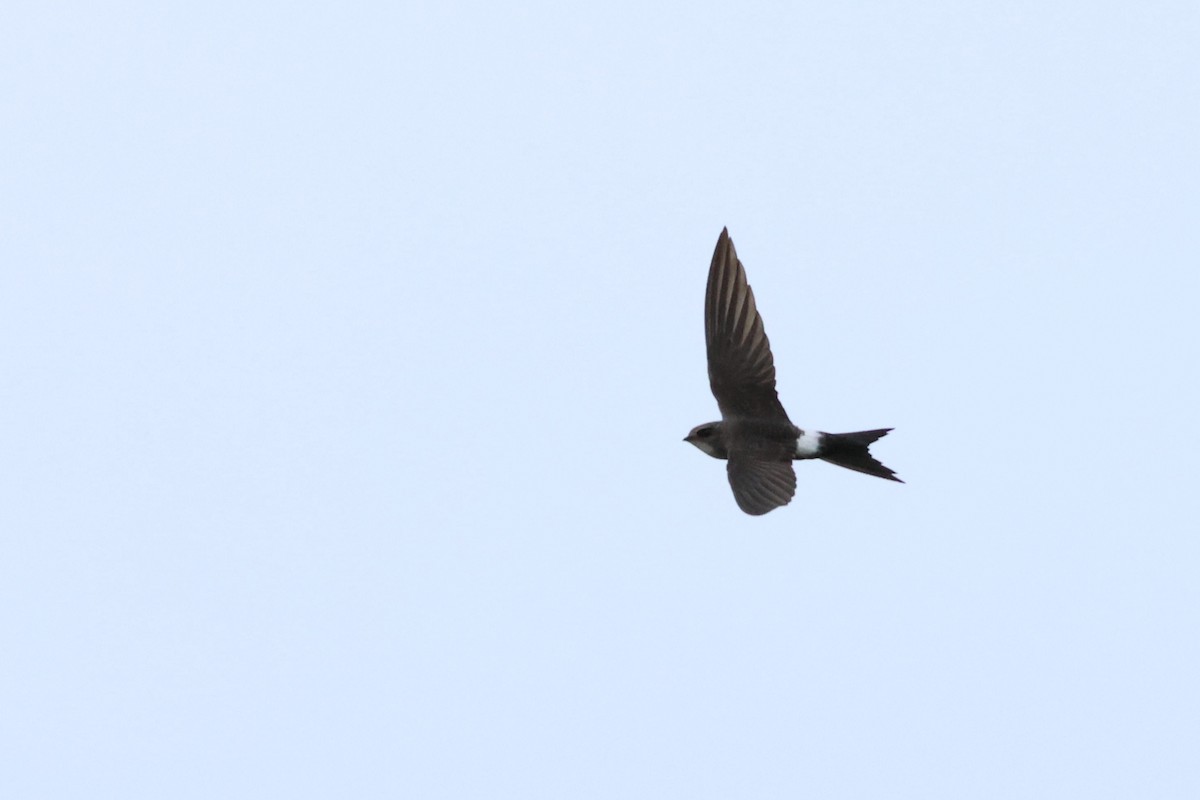 Pacific Swift - ML593638961