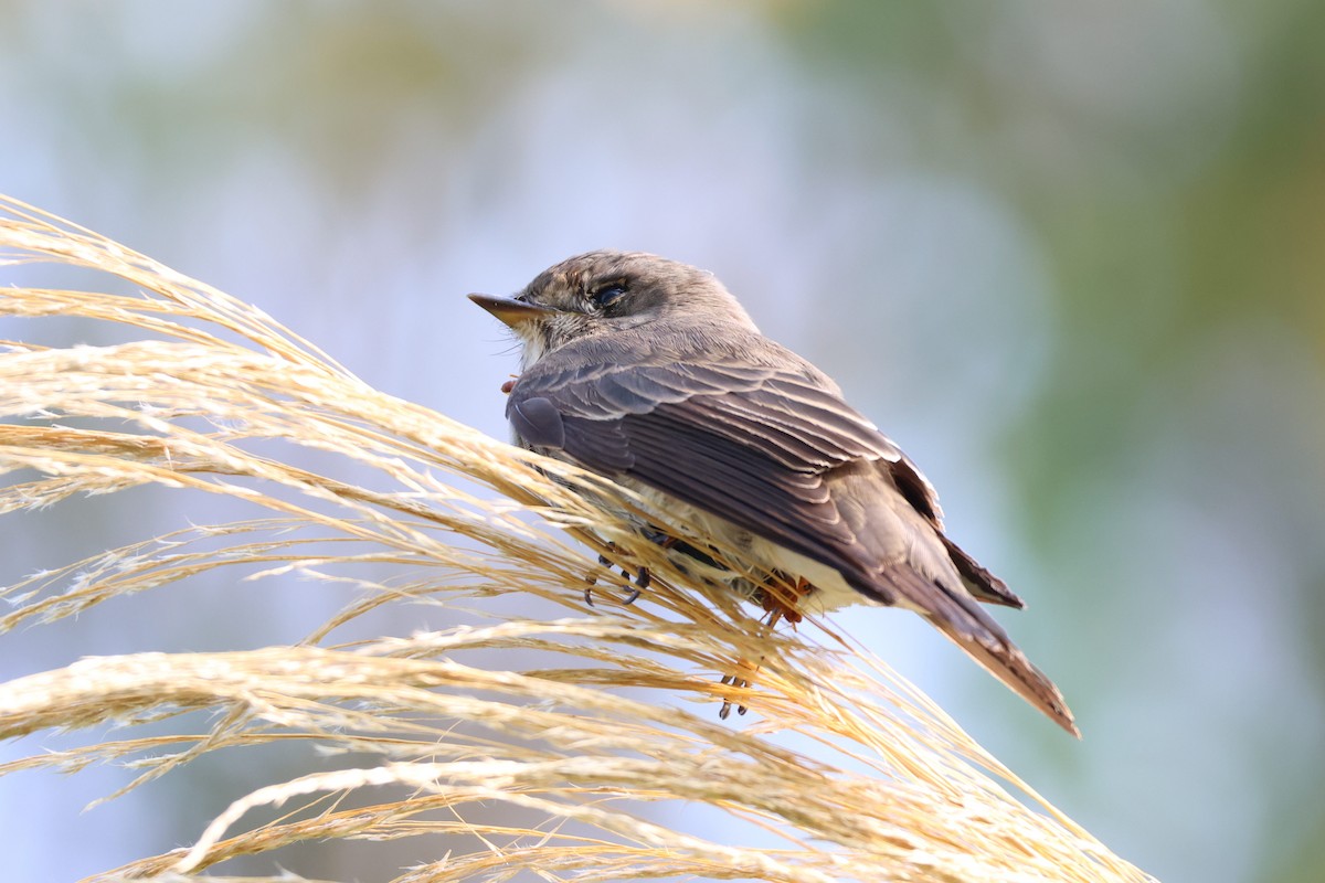 Dark-sided Flycatcher - ML593639331