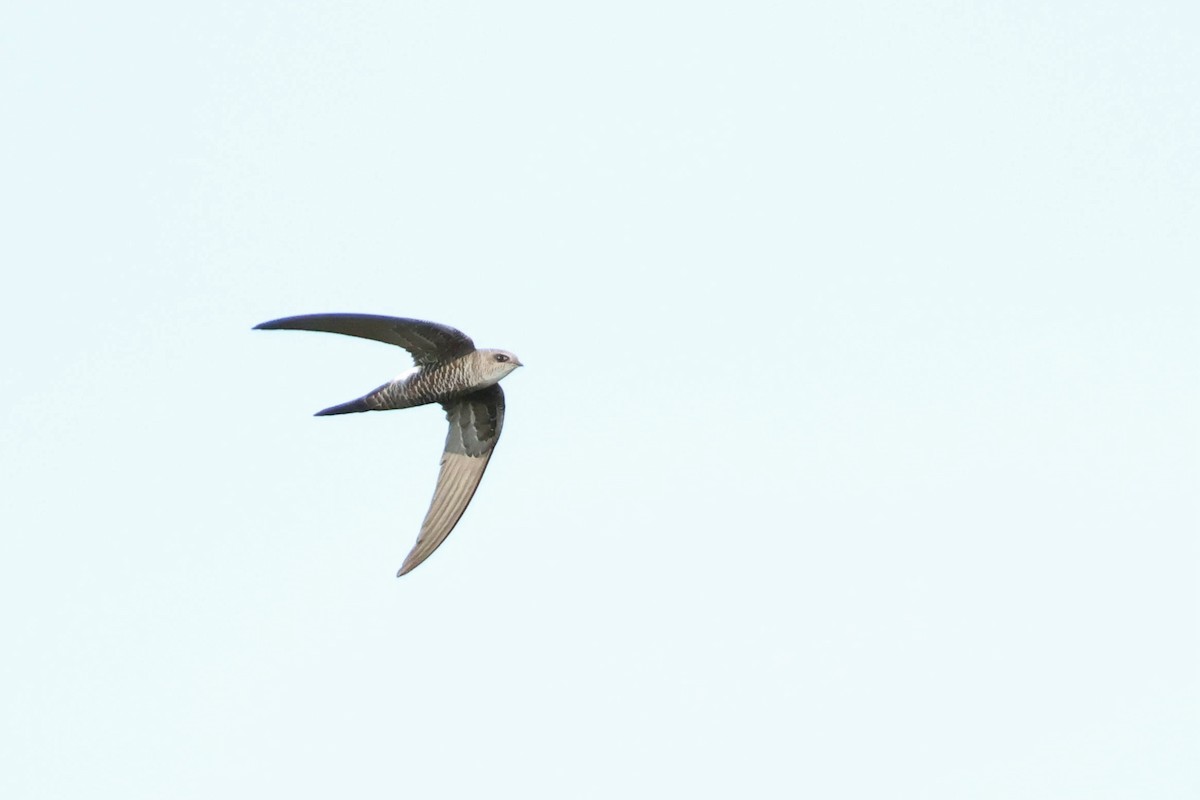 Pacific Swift - ML593639631