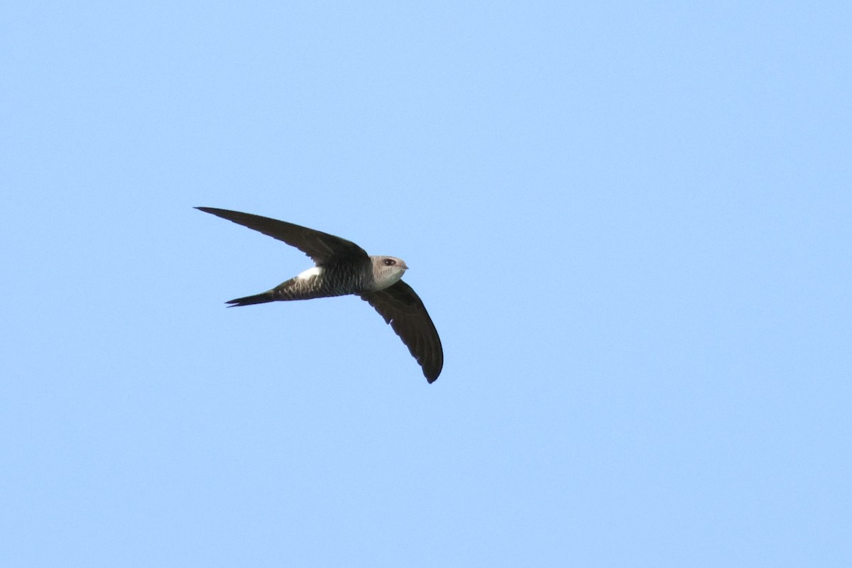 Pacific Swift - ML593639651