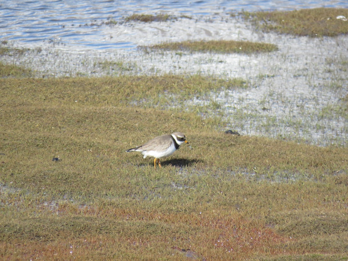 Common Ringed Plover - ML593639761