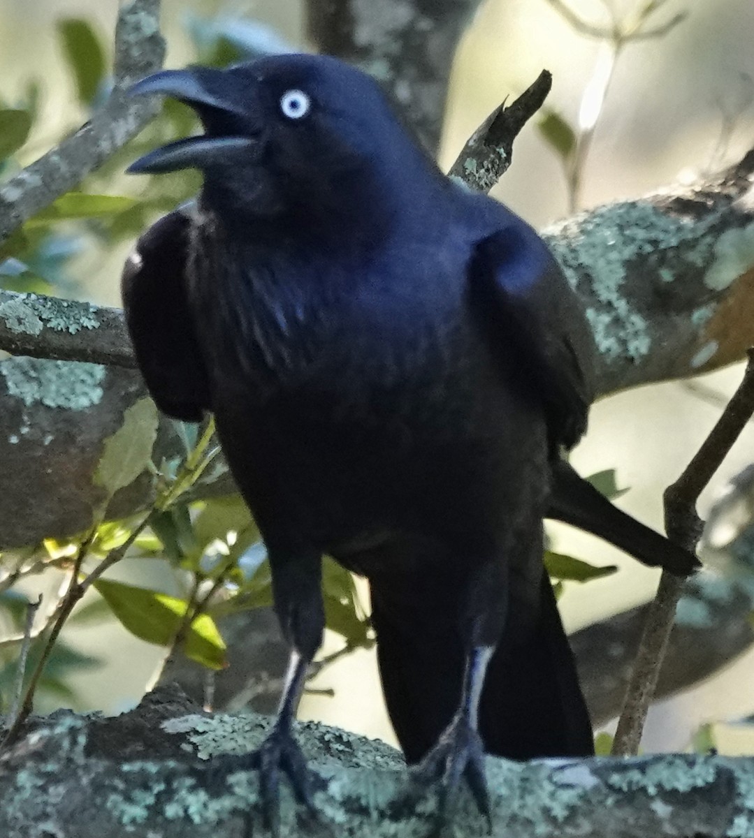 Australian Raven - ML593639971