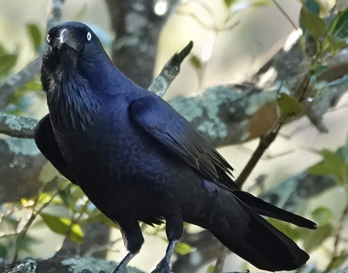 Australian Raven - ML593639981