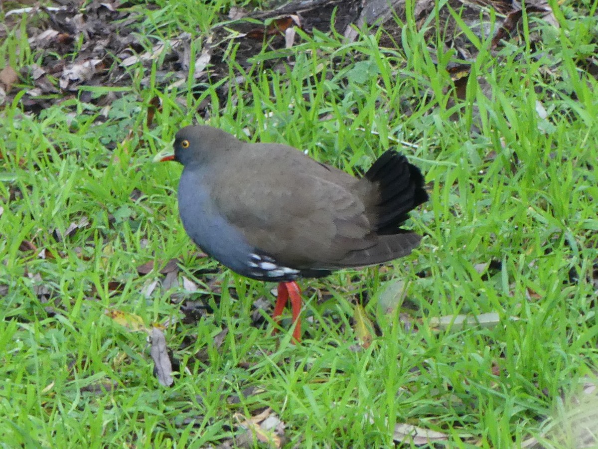 Gallinule aborigène - ML593640281