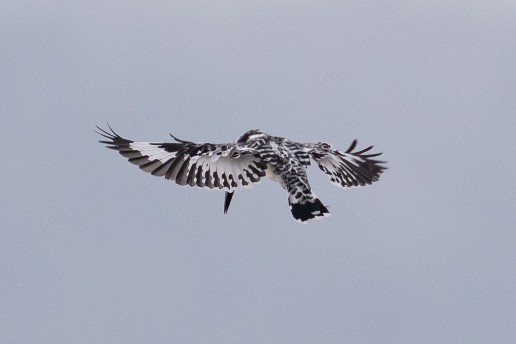 Pied Kingfisher - ML593640351