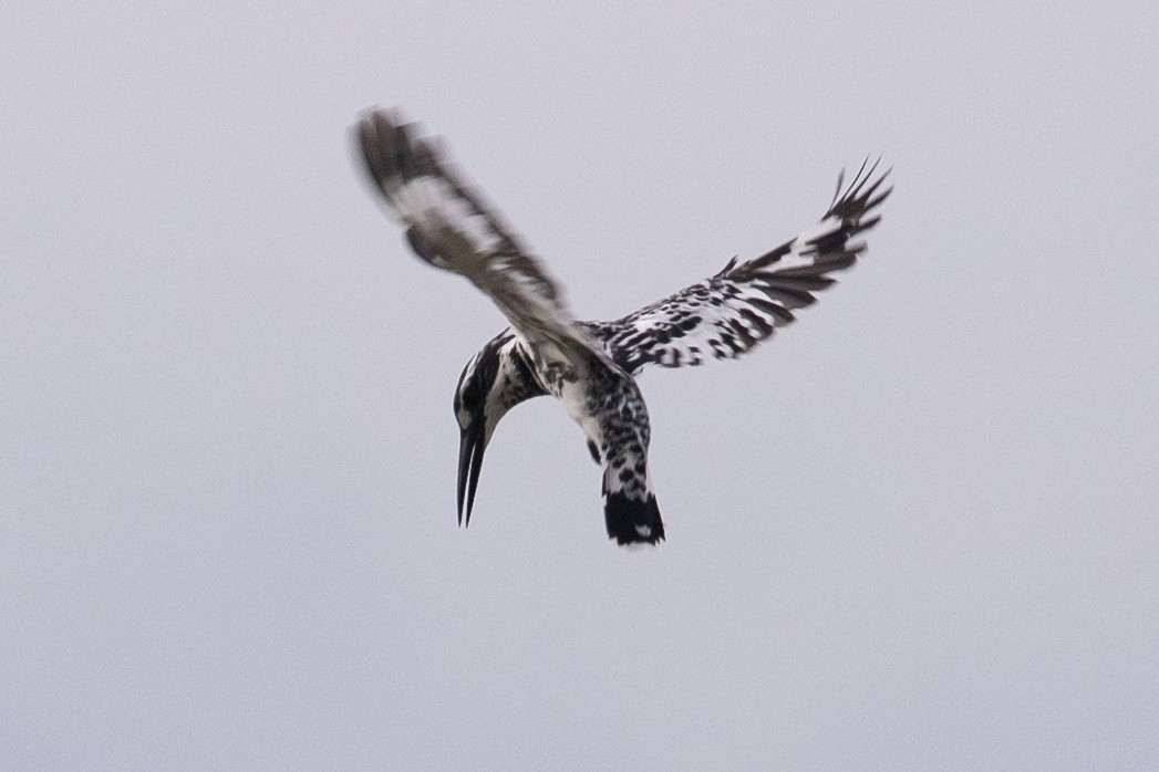 Pied Kingfisher - ML593640361