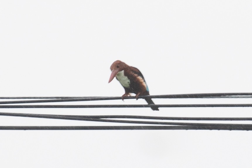 White-throated Kingfisher - ML593640561