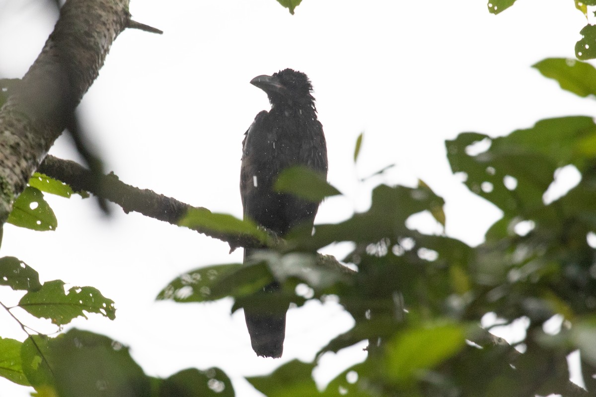 Large-billed Crow - ML593640621