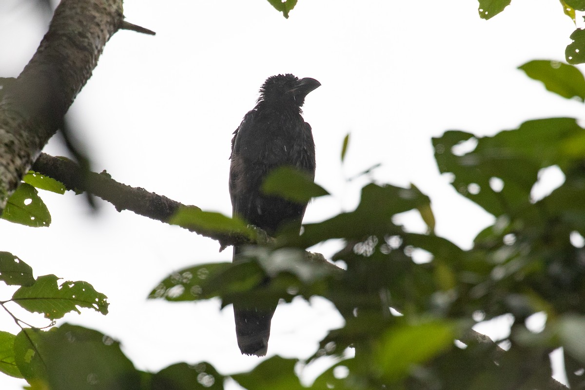 Large-billed Crow - ML593640631