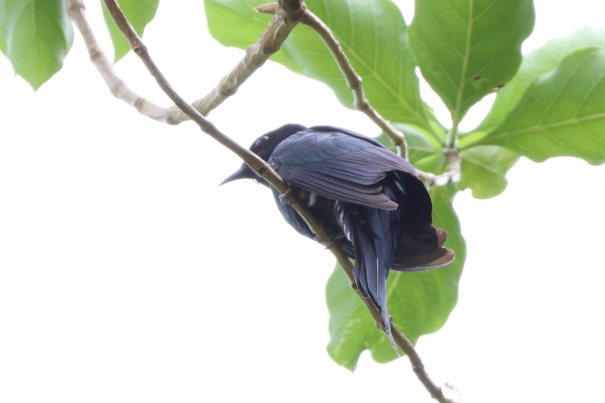 Square-tailed Drongo-Cuckoo - ML593641171
