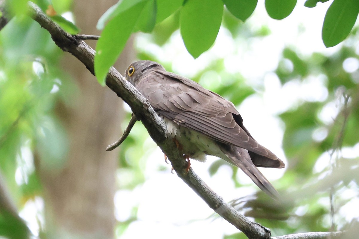 Indian Cuckoo - ML593641581