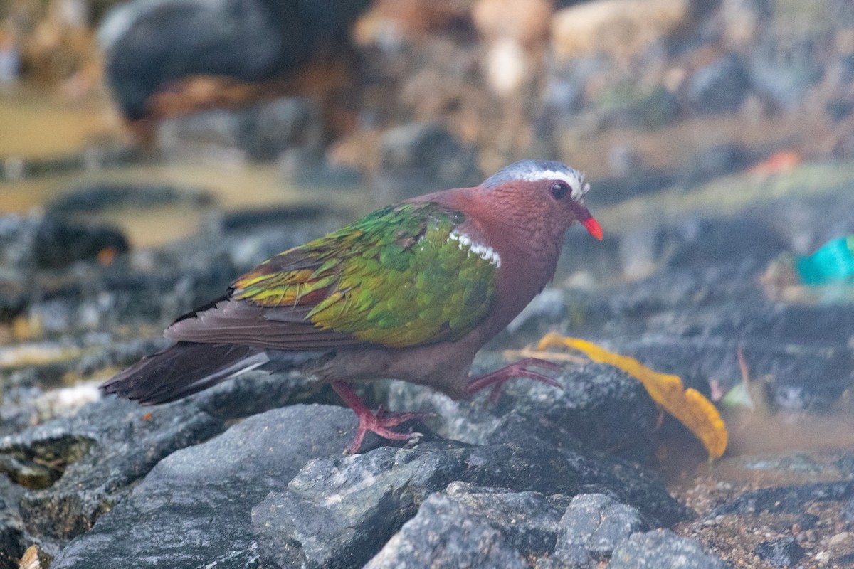 Asian Emerald Dove - Xiaoni Xu