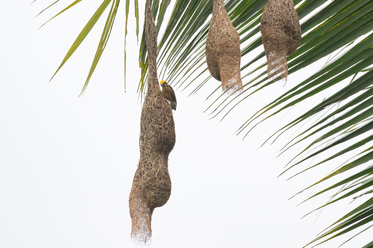 Baya Weaver - Xiaoni Xu