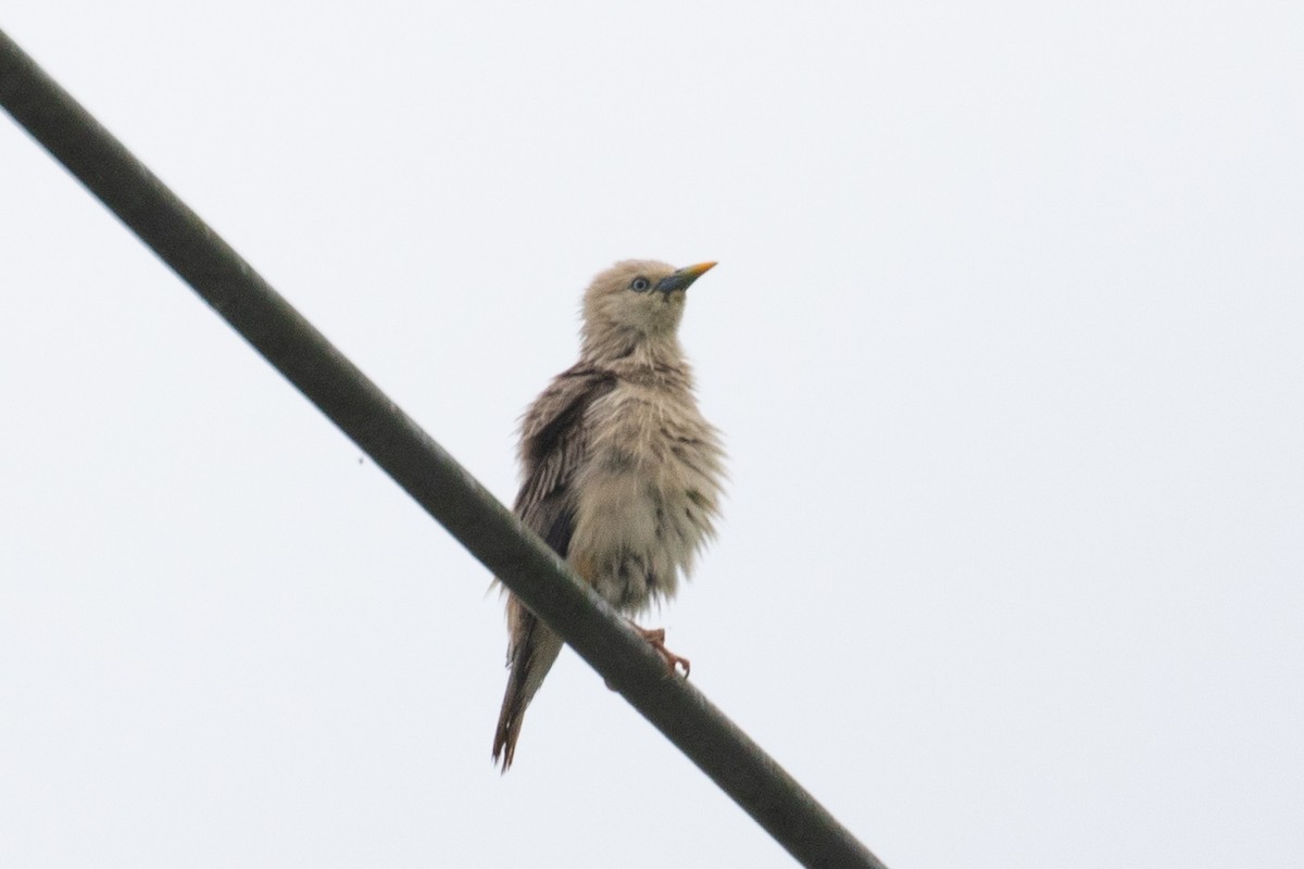 Chestnut-tailed Starling - ML593642921