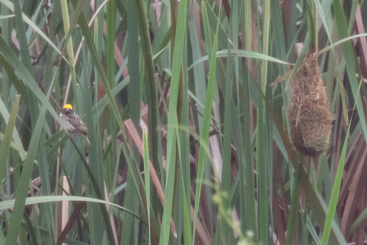 Streaked Weaver - ML593643121