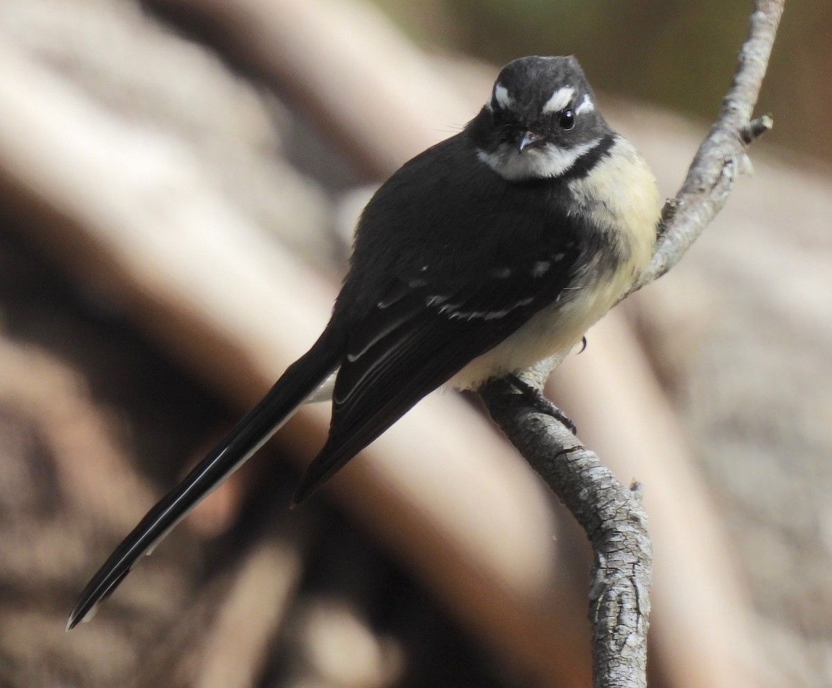 Gray Fantail - ML593643771