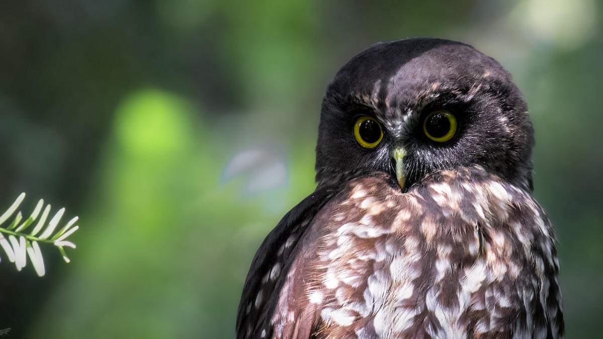 Morepork - ML593643791