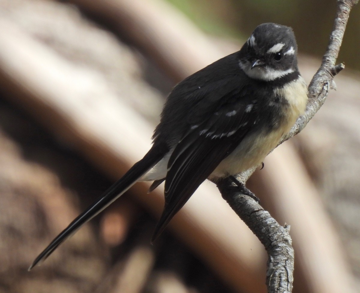 Gray Fantail - ML593643881