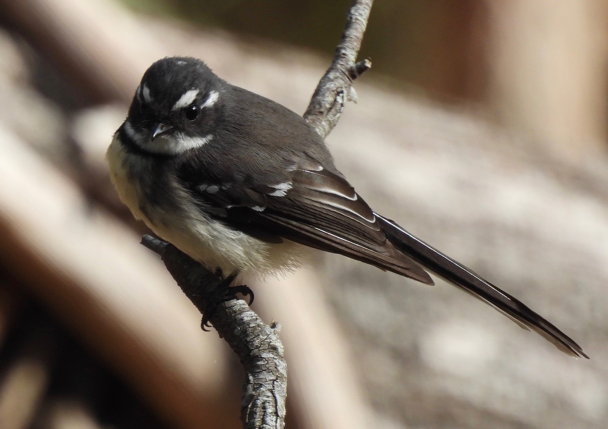 Gray Fantail - ML593643921