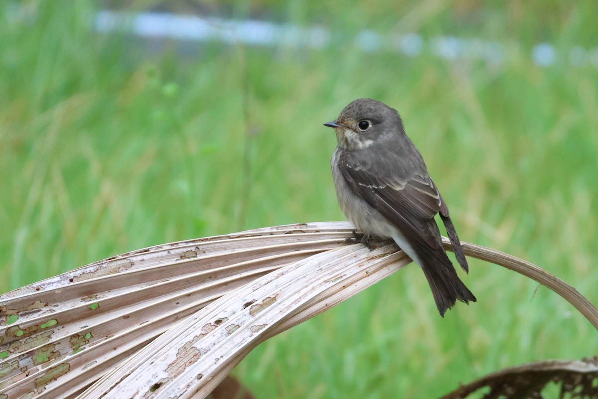 Dark-sided Flycatcher - ML593644001