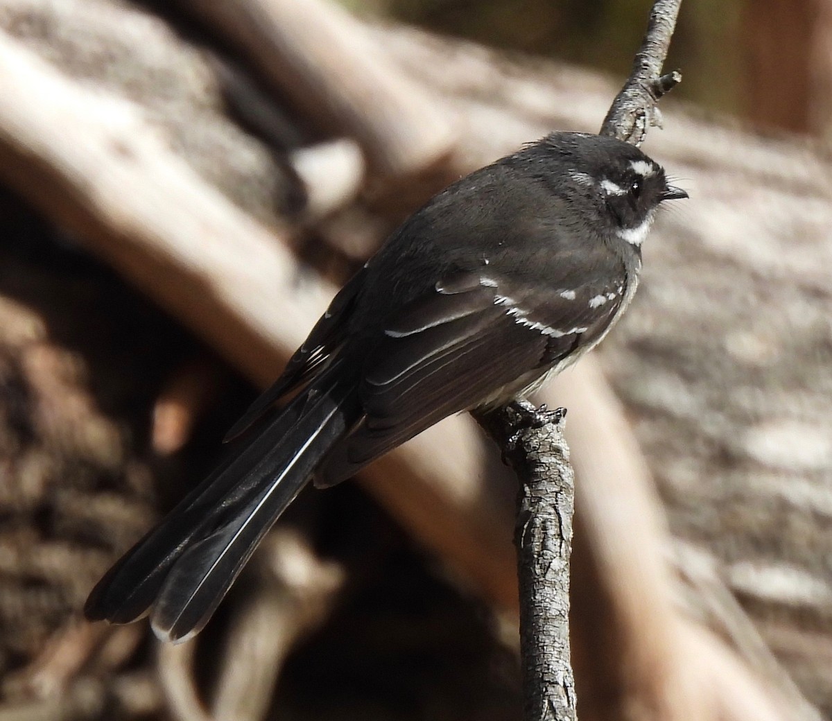 Gray Fantail - ML593644041