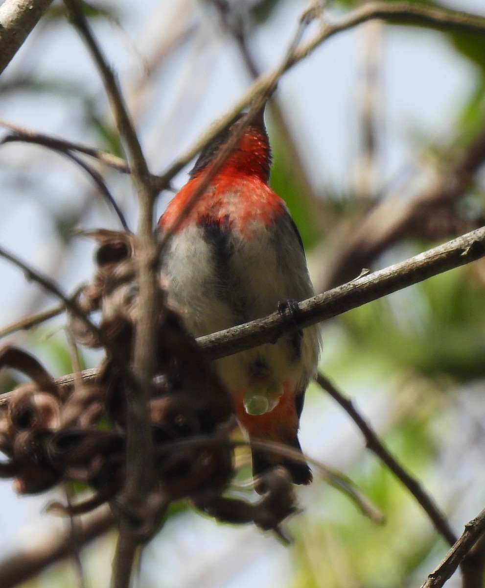 Mistletoebird - ML593644181