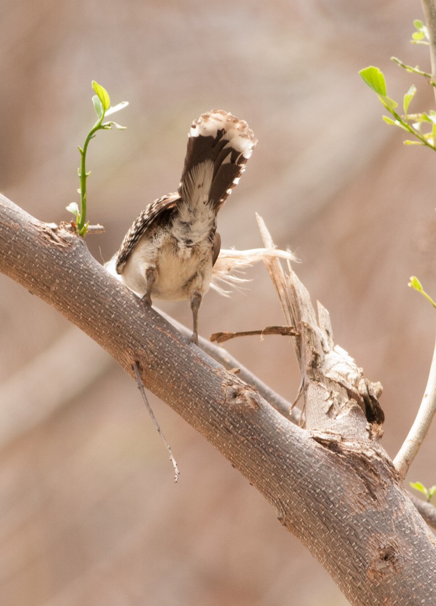 Rufous-naped Wren - ML59364471