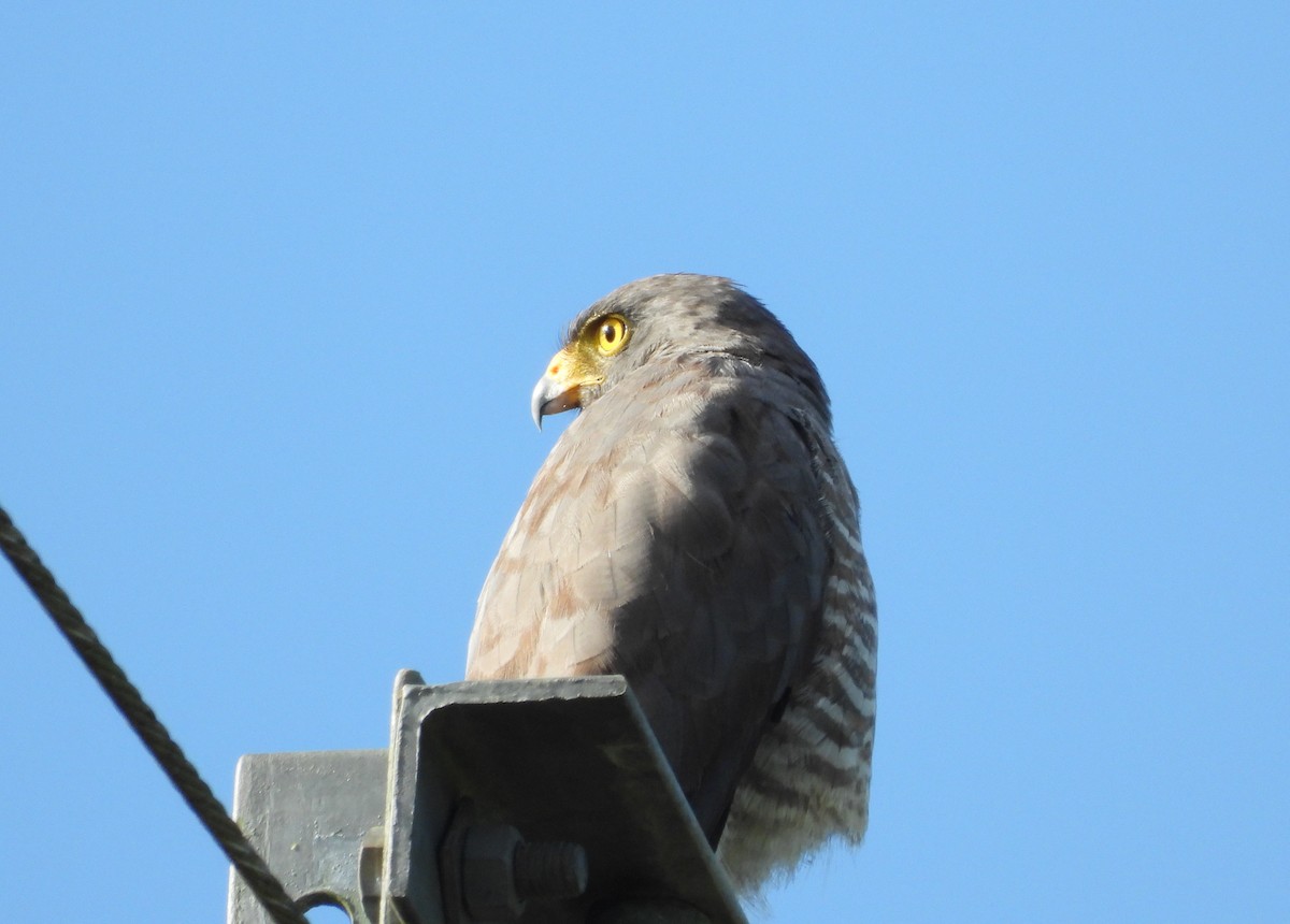 Roadside Hawk - ML593644771