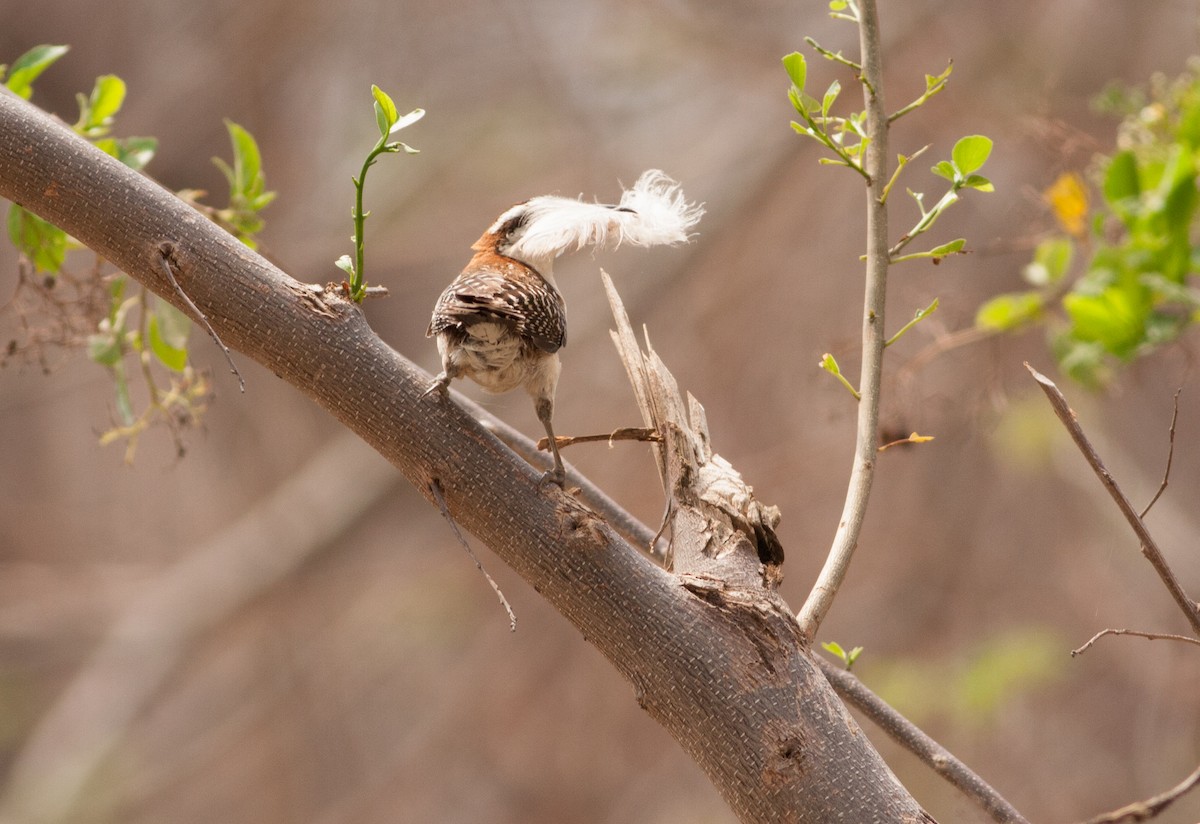 Rufous-naped Wren - ML59364481