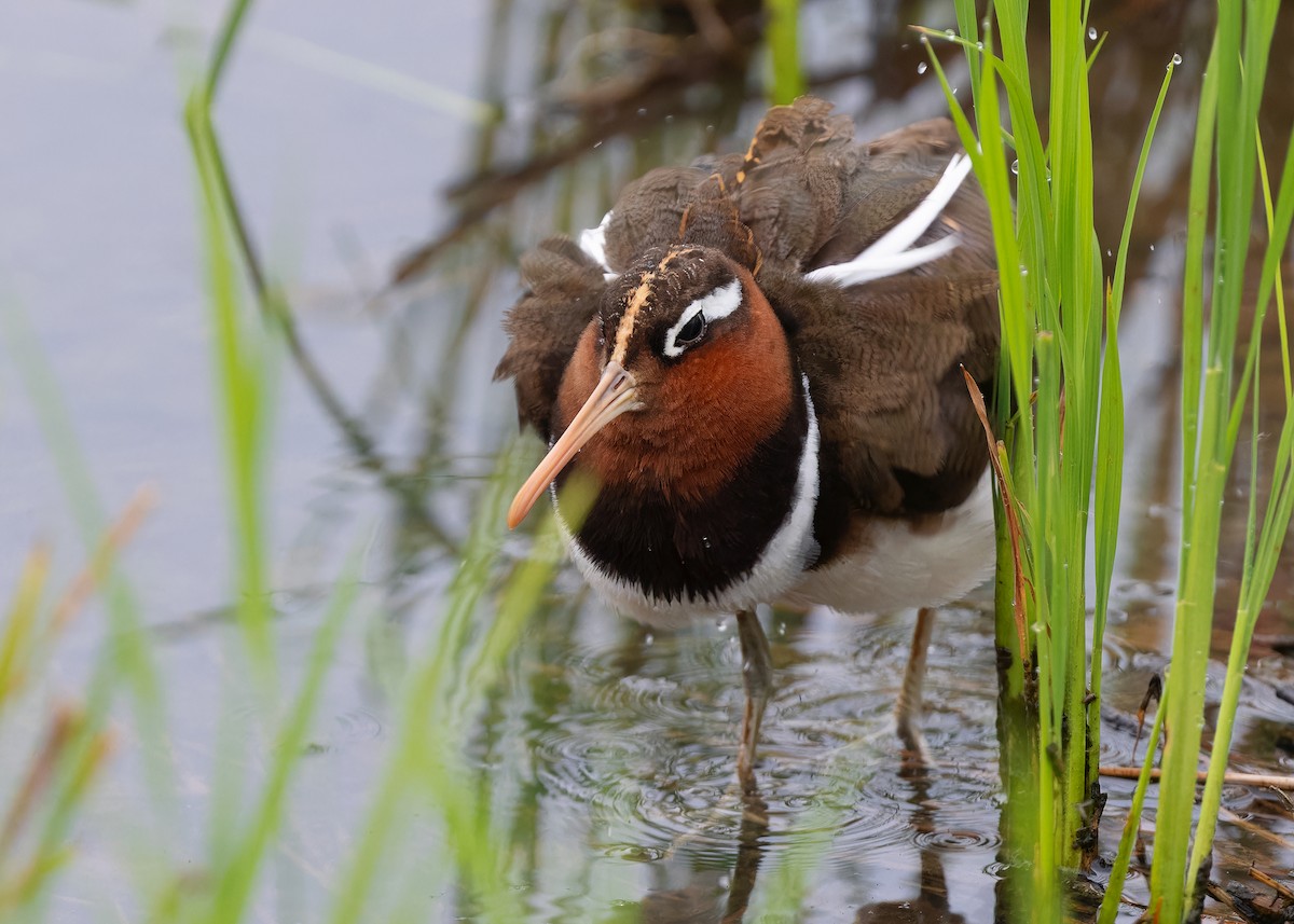 Greater Painted-Snipe - ML593646511