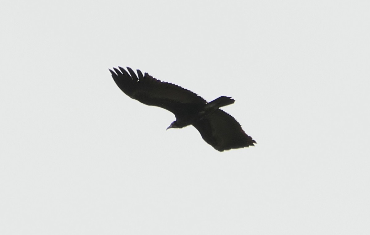 Hooded Vulture - ML593647531