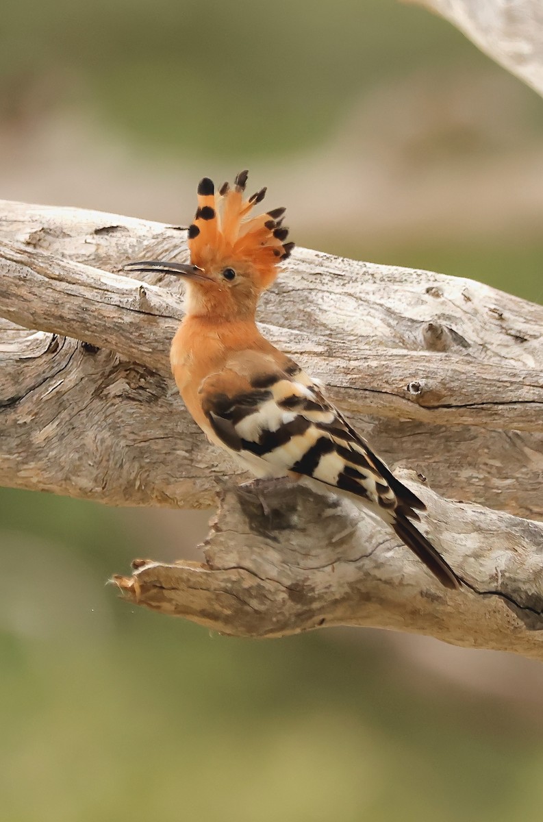 Eurasian Hoopoe (African) - ML593647541