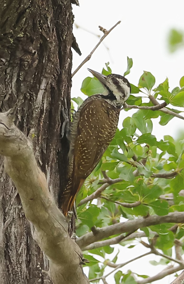 Bearded Woodpecker - ML593647561