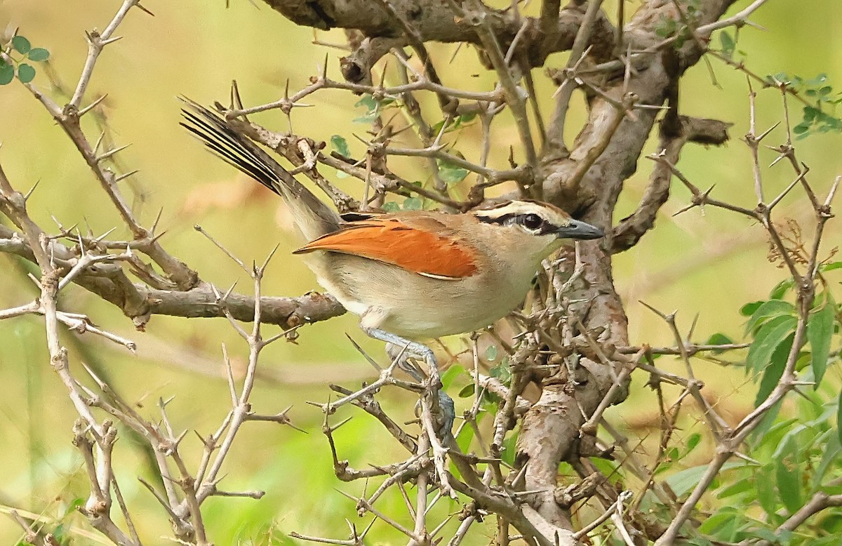 Brown-crowned Tchagra - ML593647581