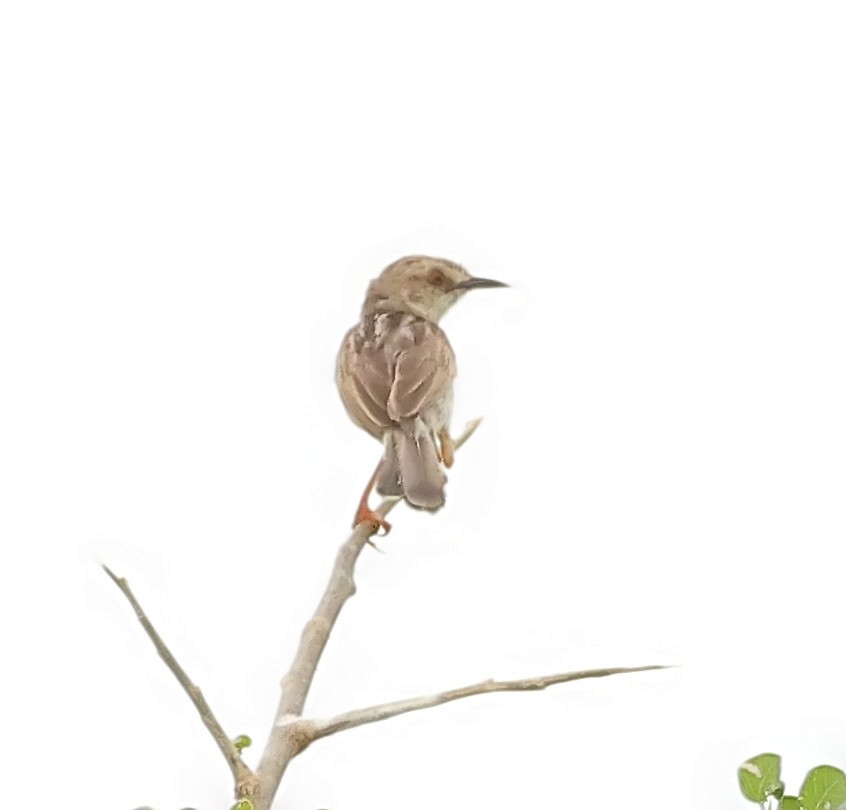 Coastal Cisticola - Gareth Hughes