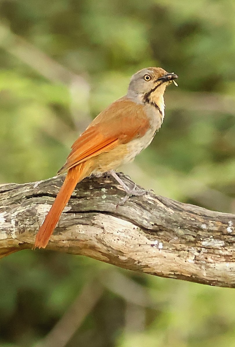 Collared Palm-Thrush - ML593647681