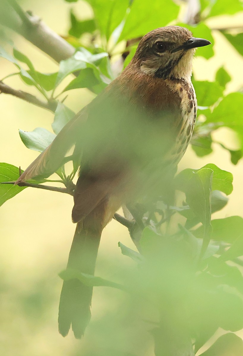 Spotted Morning-Thrush - ML593647721