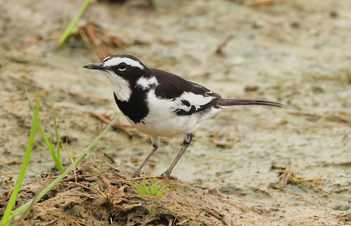 African Pied Wagtail - ML593647811