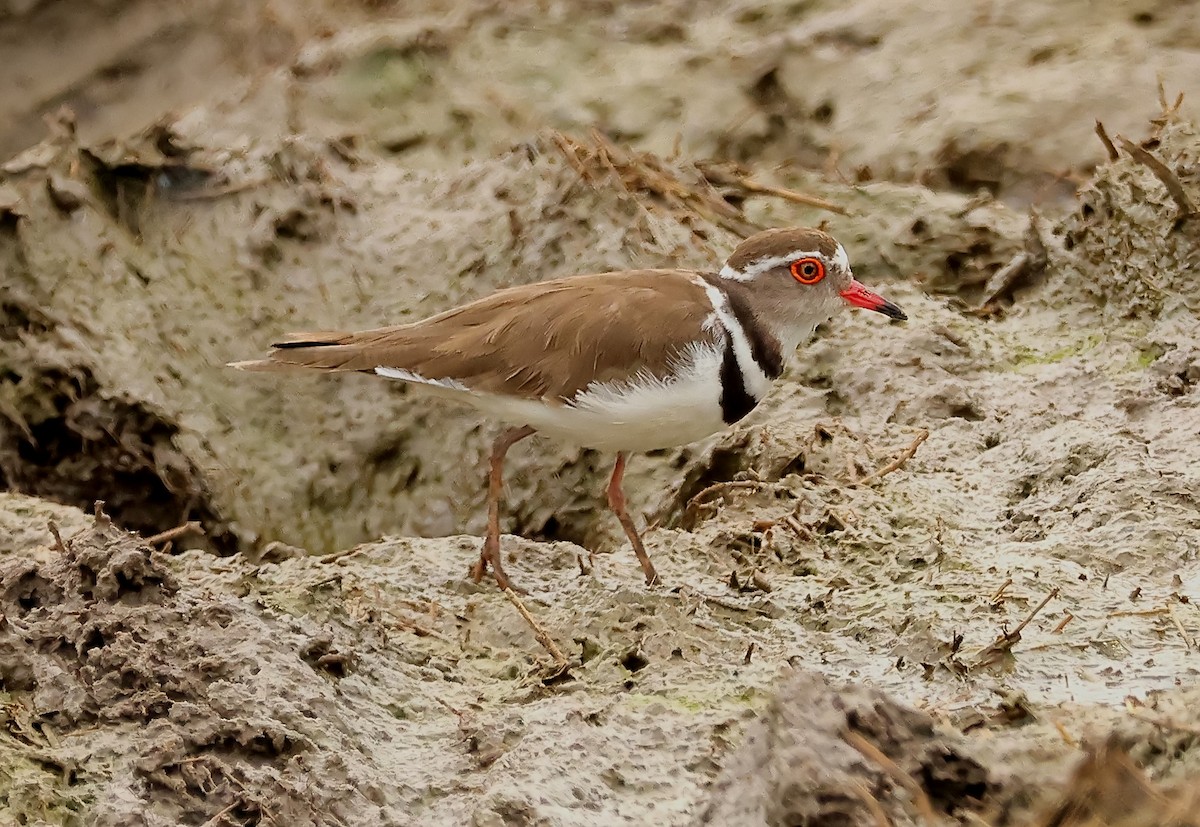 Three-banded Plover - ML593647891