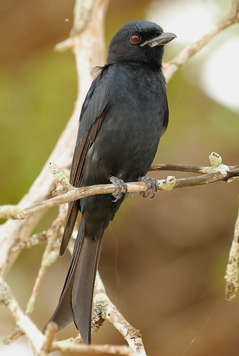 Fork-tailed Drongo - ML593647951