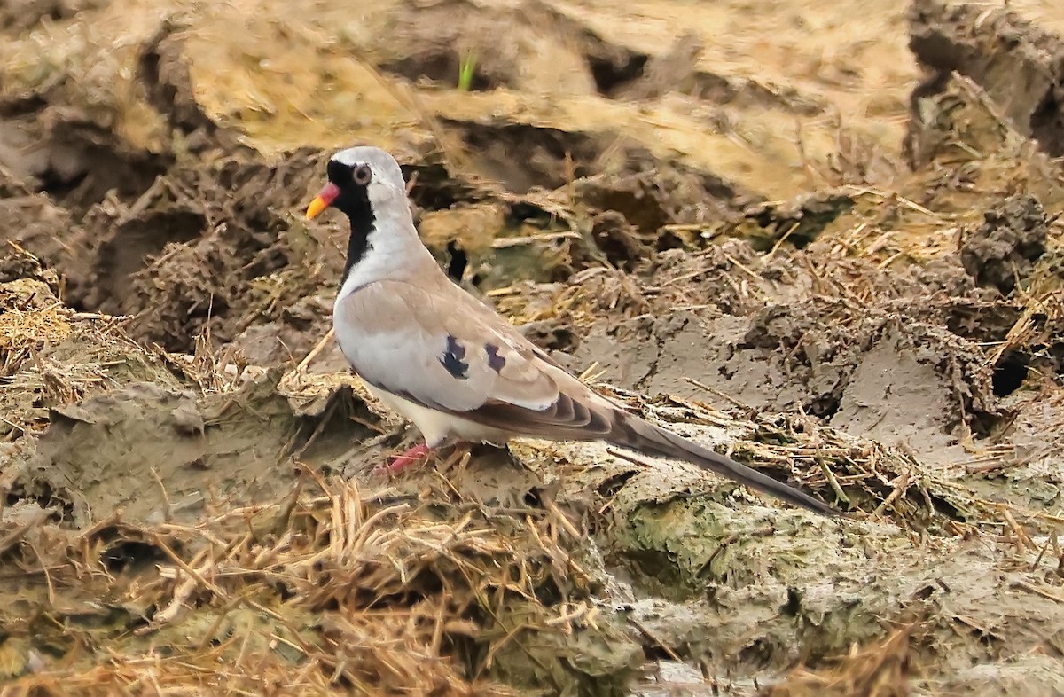 Namaqua Dove - ML593648011