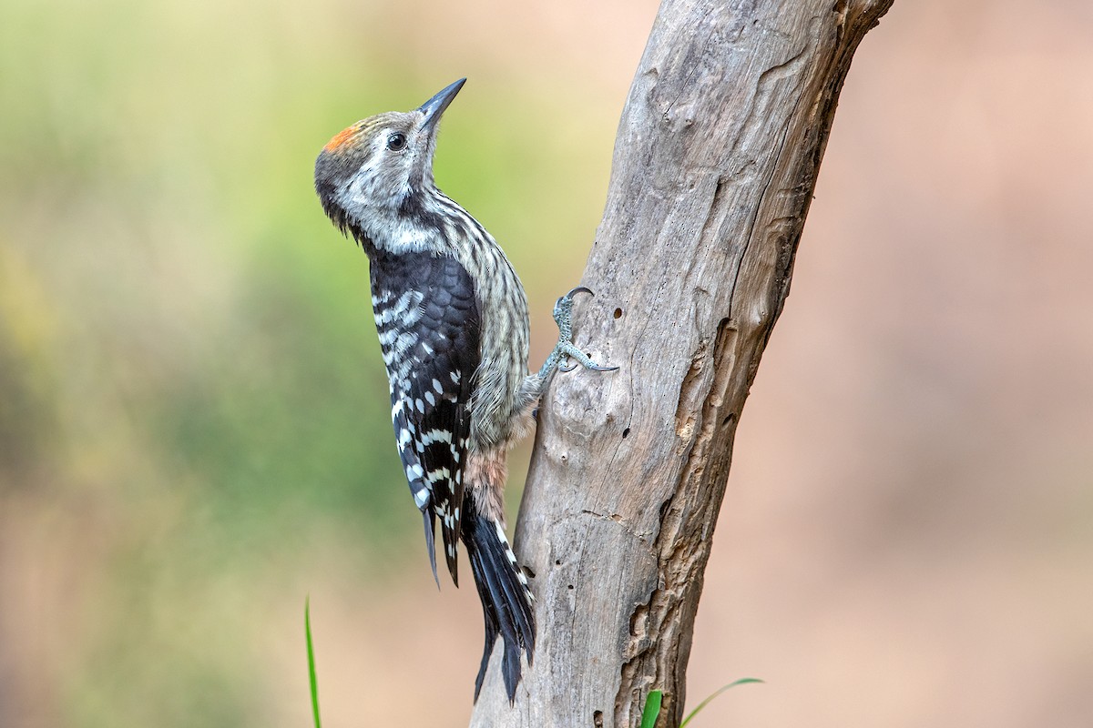 Brown-fronted Woodpecker - Aseem Kothiala