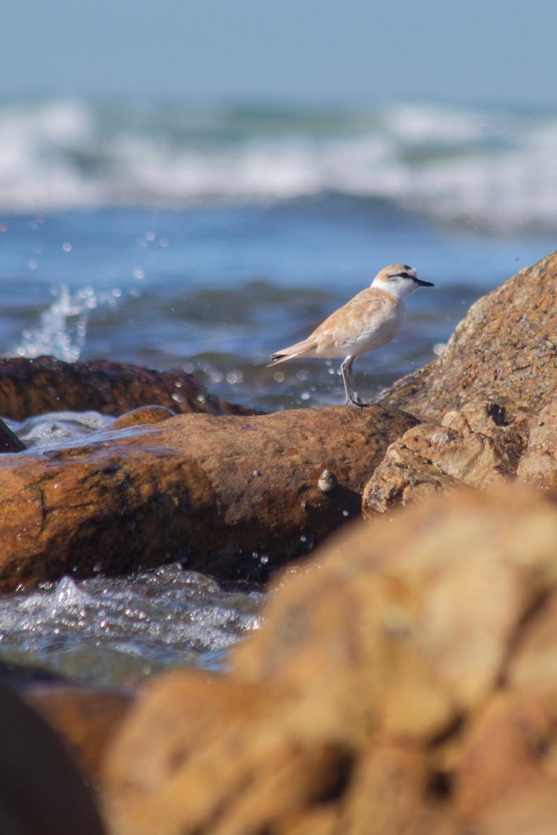 White-fronted Plover - ML593648751