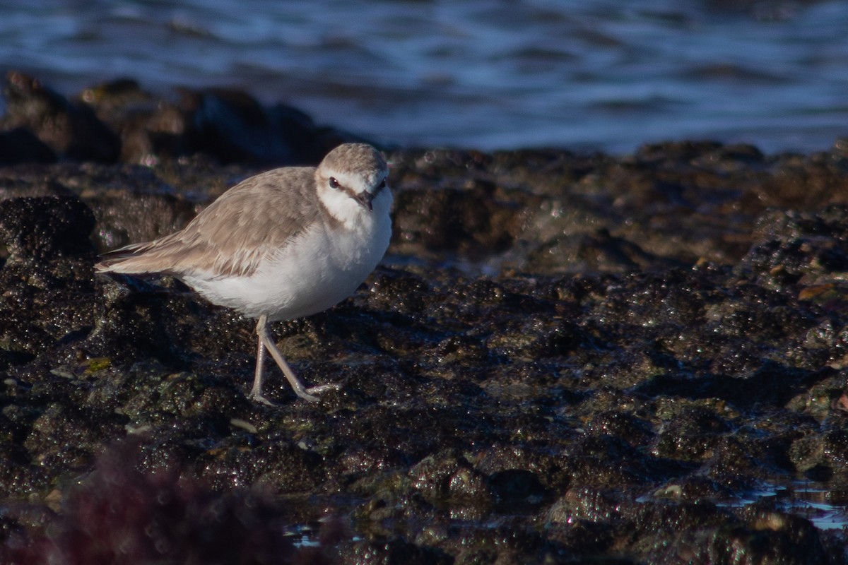 White-fronted Plover - ML593648761